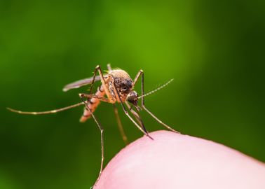 Anti Moutisques Naturels Les Meilleures Repulsifs