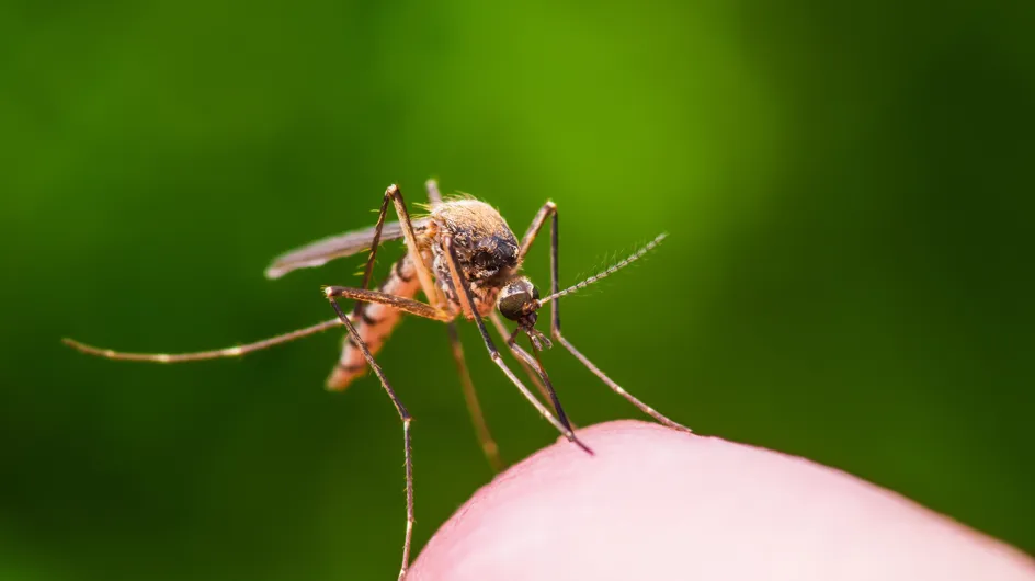 Anti moustiques naturels : les meilleures recettes pour se protéger