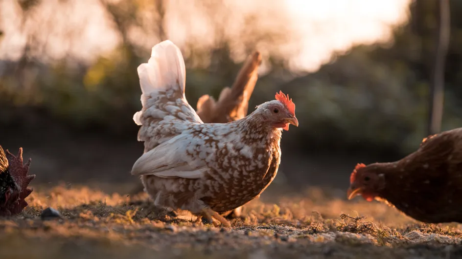Un éleveur épargne ses 2800 poules de l’abattoir