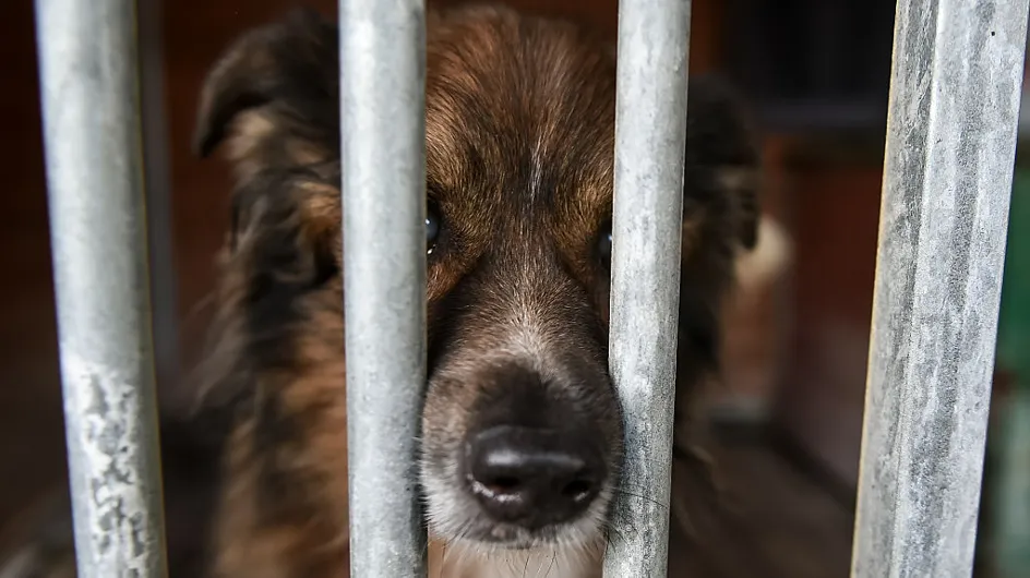Un rapport demande de lourdes peines envers les bourreaux d'animaux