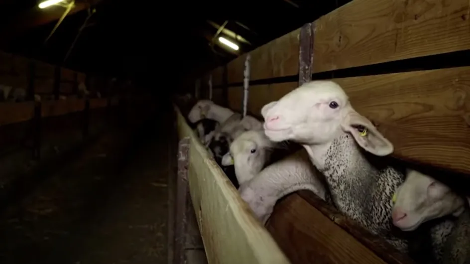 L'association L214 dénonce le sort des agneaux et réclame la fermeture d'un abattoir