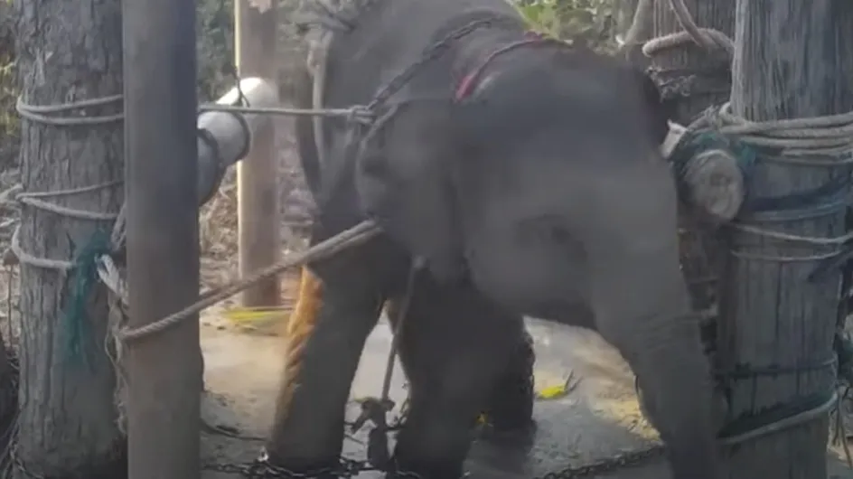 Une vidéo scandaleuse relance le débat autour des "éléphants à touristes" en Thaïlande