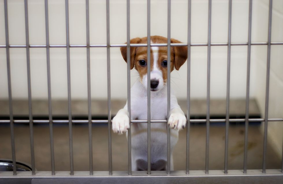 La vente de son animal à un laboratoire est possible