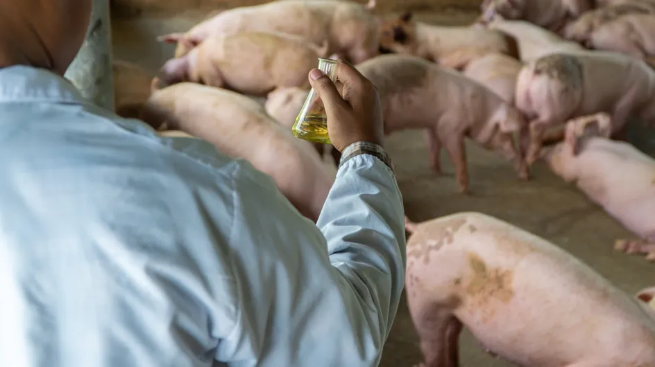 Faut-il s’inquiéter d'un virus de grippe porcine qui se profile en Chine ?