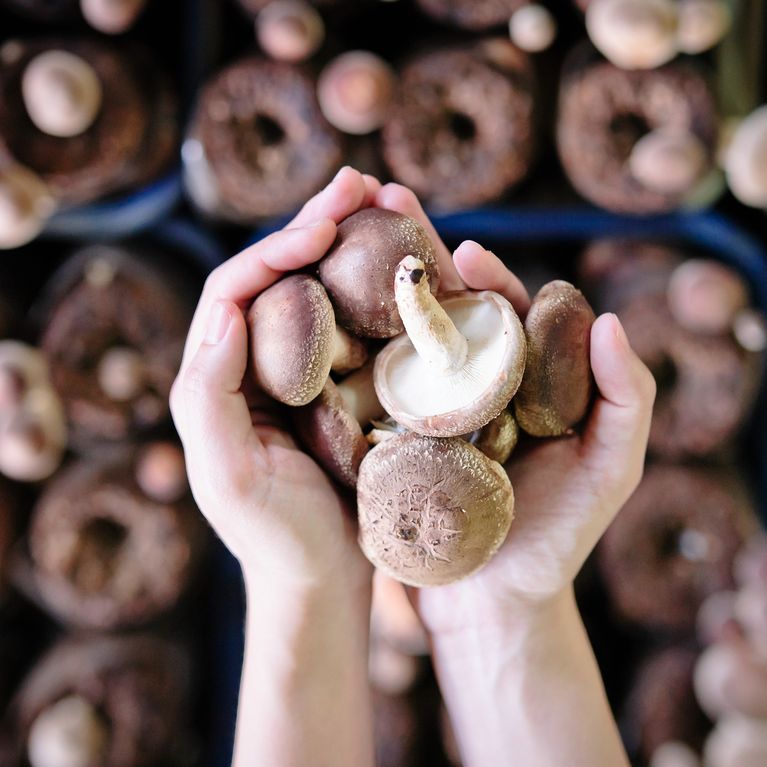 Funghi In Gravidanza Si Possono Mangiare