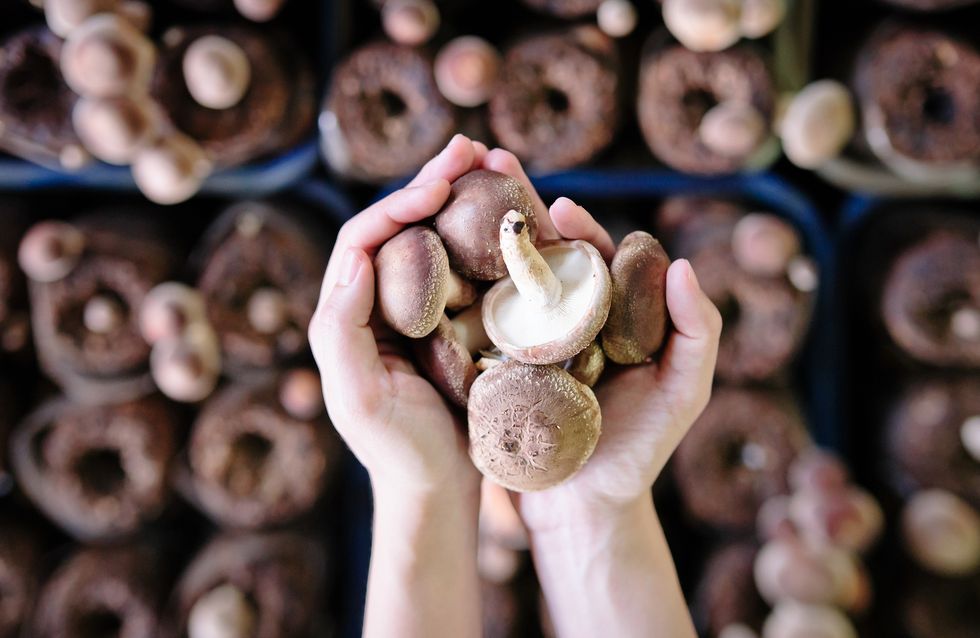 Funghi In Gravidanza Si Possono Mangiare