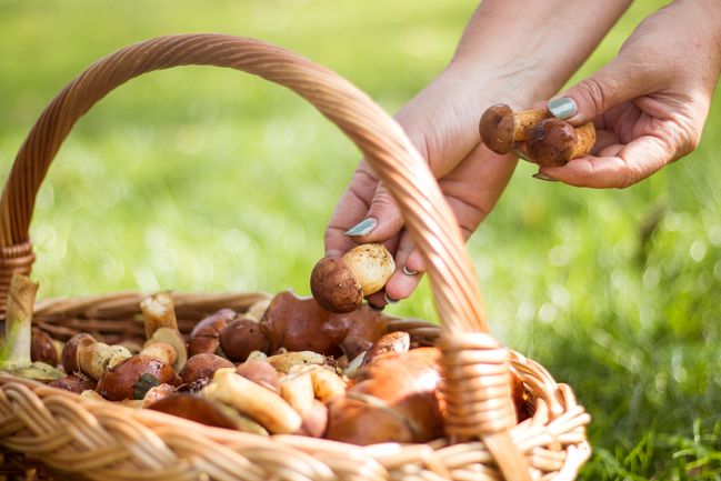 Funghi In Gravidanza Si Possono Mangiare