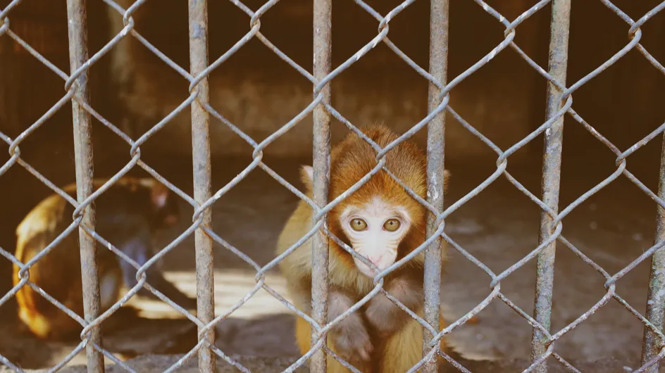 Des images de singes esclaves nous laissent sans voix