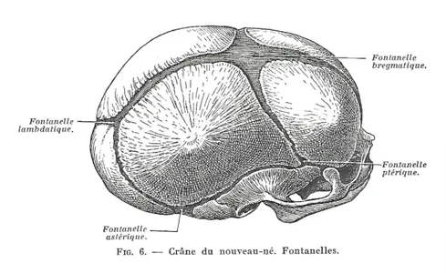 Fontanelle A Quoi Servent Les Fontanelles Du Bebe