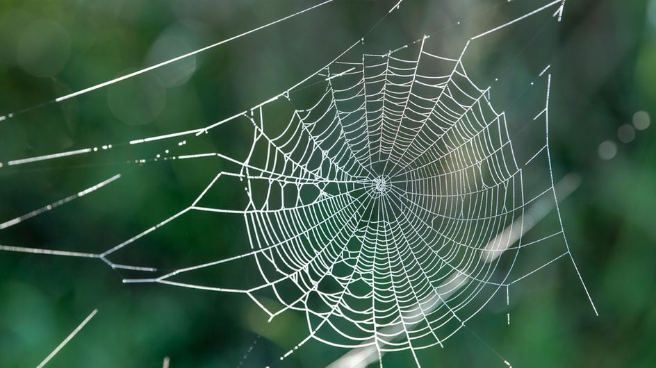 Ammen-Dornfinger: Giftspinne breitet sich in Deutschland aus