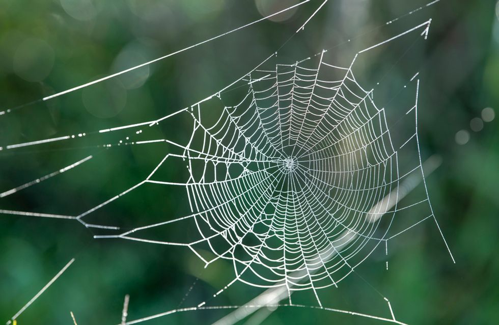 Ammen-Dornfinger: Giftspinne breitet sich in Deutschland aus