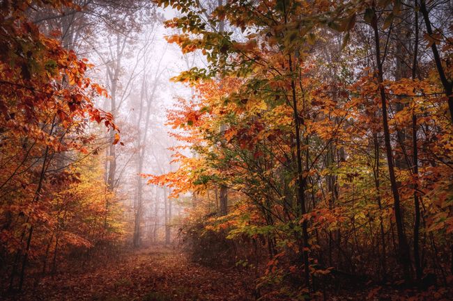 15 Poesie Sull Autunno Per Celebrare La Stagione Del Foliage