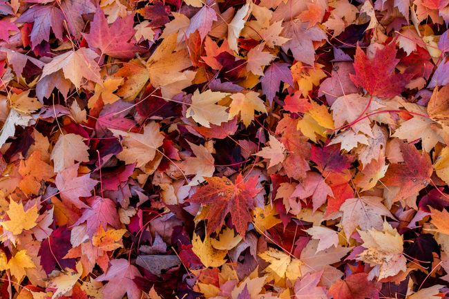 15 Poesie Sull Autunno Per Celebrare La Stagione Del Foliage