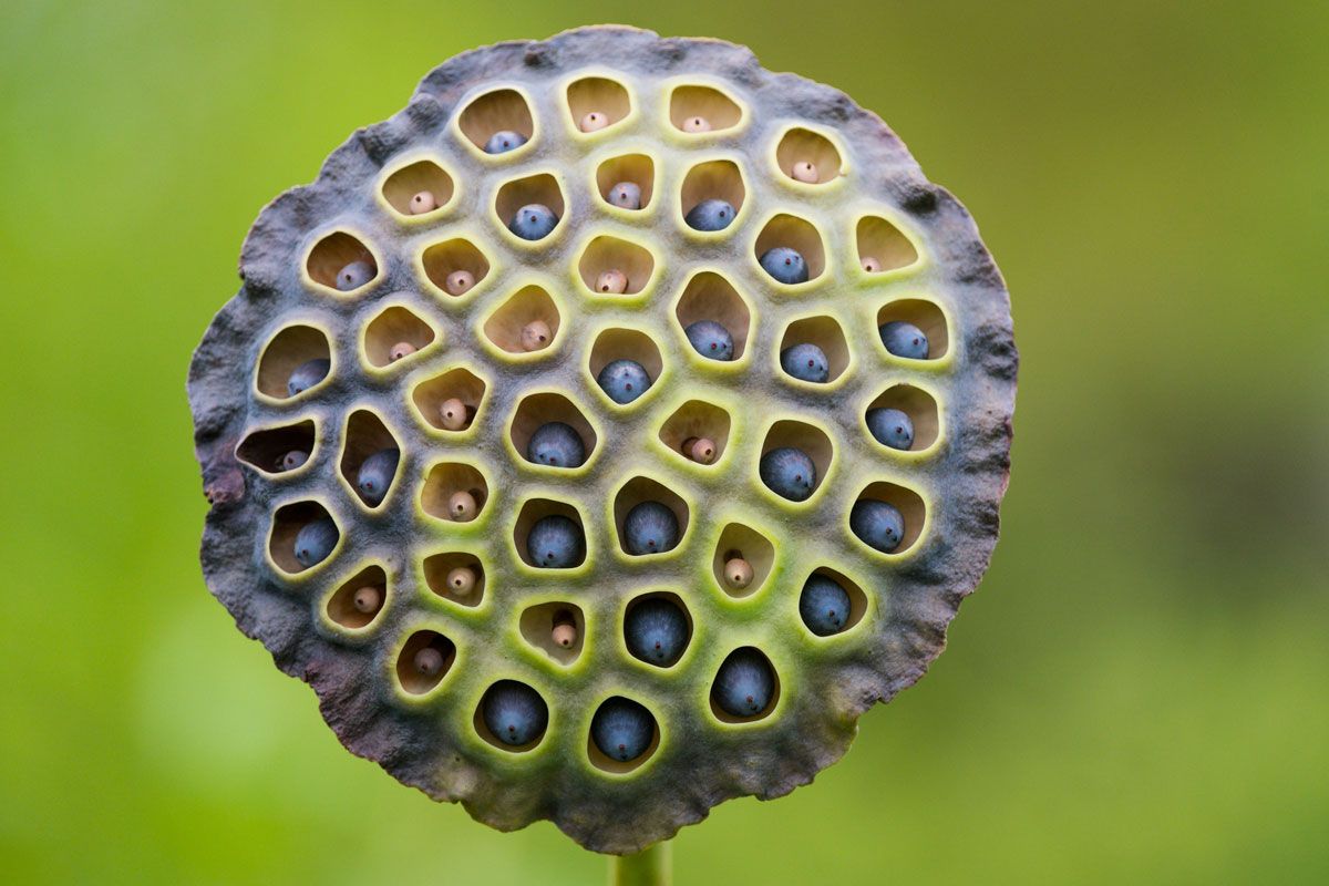 Ist trypophobia was What Is
