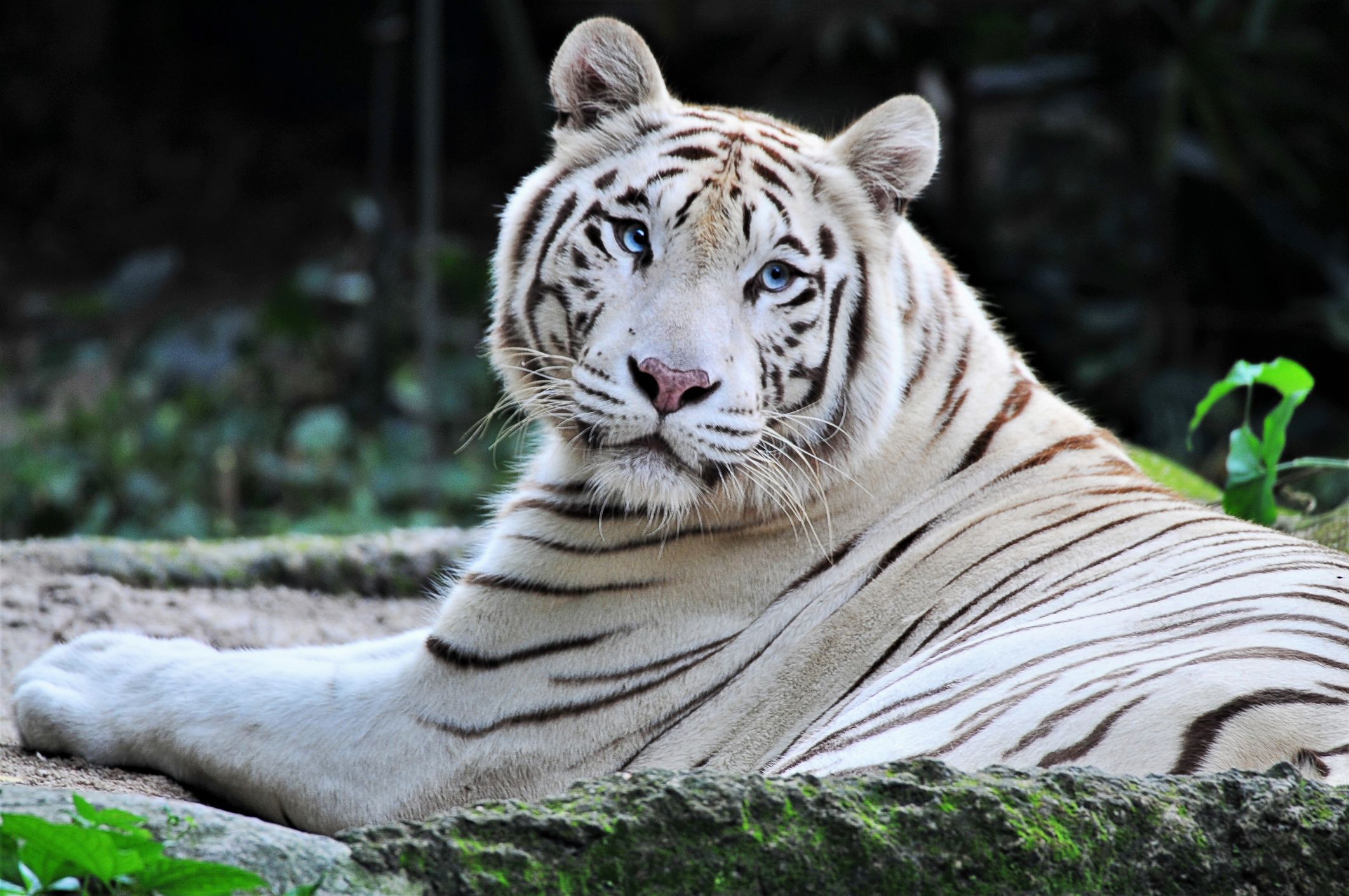 Image De Tigre Blanc Trop Mignon Sherkan, le célèbre tigre blanc du Zoo de Beauval, est mort
