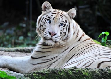 Sherkan Le Celebre Tigre Blanc Du Zoo De Beauval Est Mort Sherkan Le Celebre Tigre Blanc Du Zoo De Beauval Est Mort