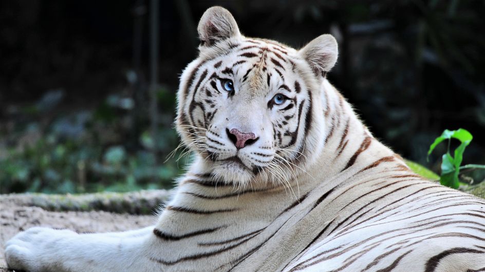 Sherkan Le Celebre Tigre Blanc Du Zoo De Beauval Est Mort