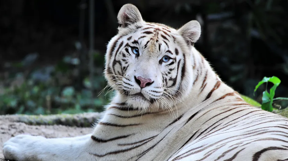 Sherkan, le célèbre tigre blanc du Zoo de Beauval, est mort