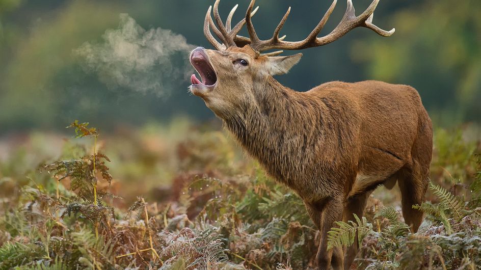 Chasse A Courre Traque Un Cerf Se Refugie Pres Des Habitations A Compiegne