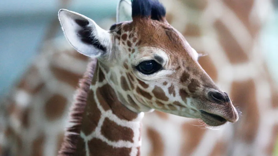 Première naissance d'un girafon au zoo d'Amnéville