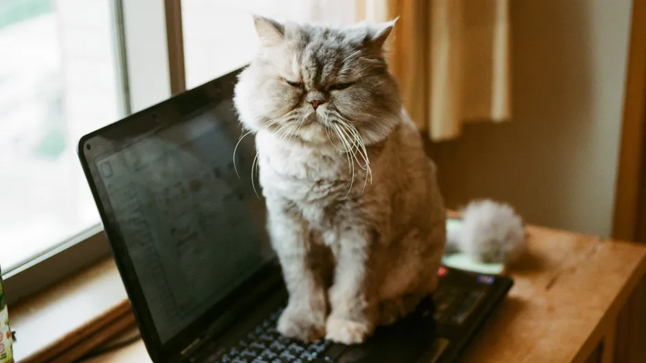 Mais pourquoi votre chat s'assoit-il sur votre clavier ? On a la réponse