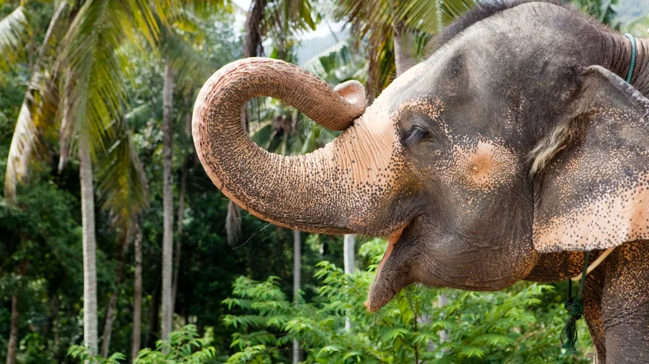 Kaavan, l'éléphant le plus solitaire au monde, sauvé du zoo où il était maltraité
