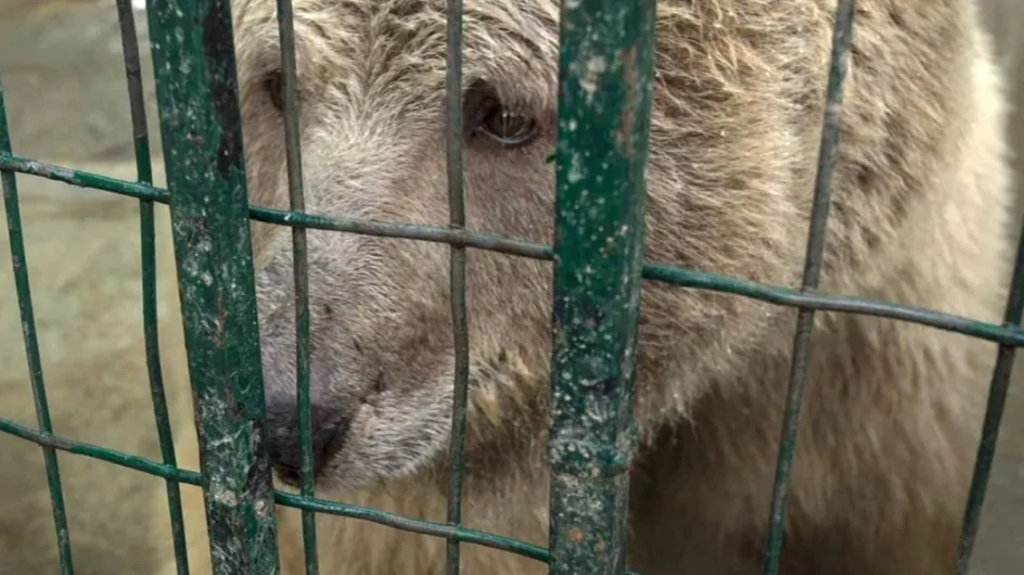 Deux ours enfin libérés du "pire zoo du monde"