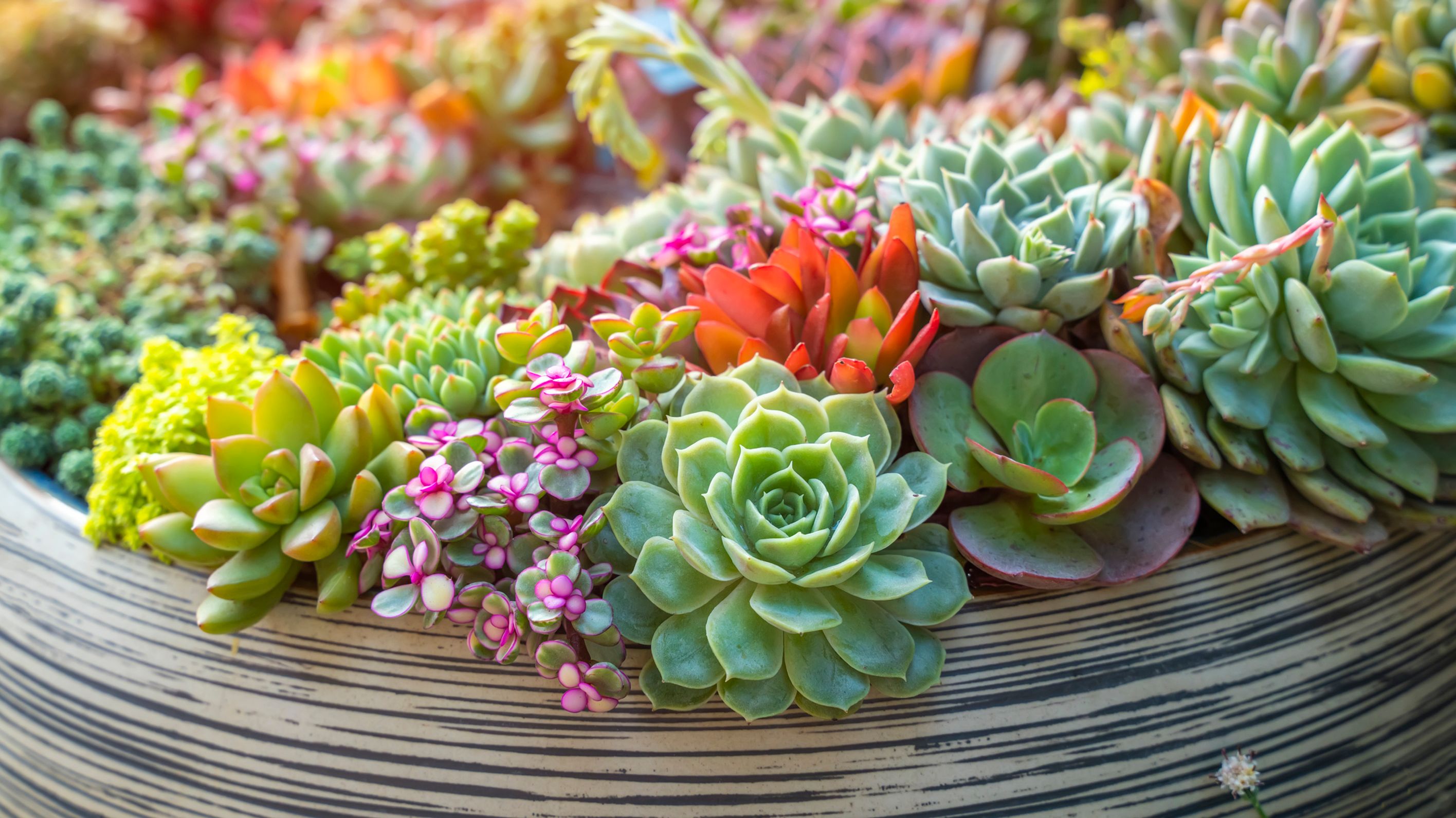 Piante Grasse Con Fiori Da Esterno Come Orientarsi Per La Scelta