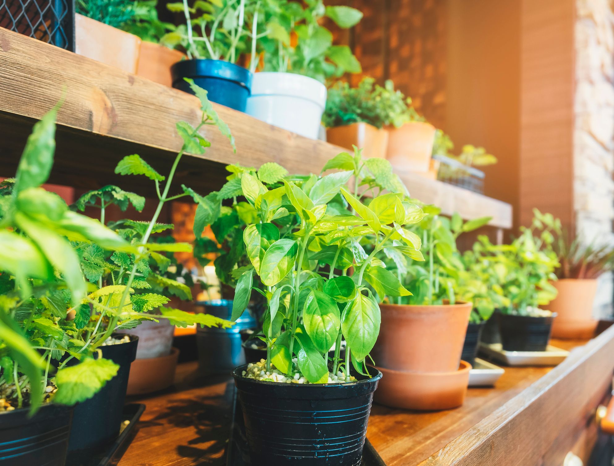 5 astuces pour réussir les plantes d'intérieur - Gamm vert