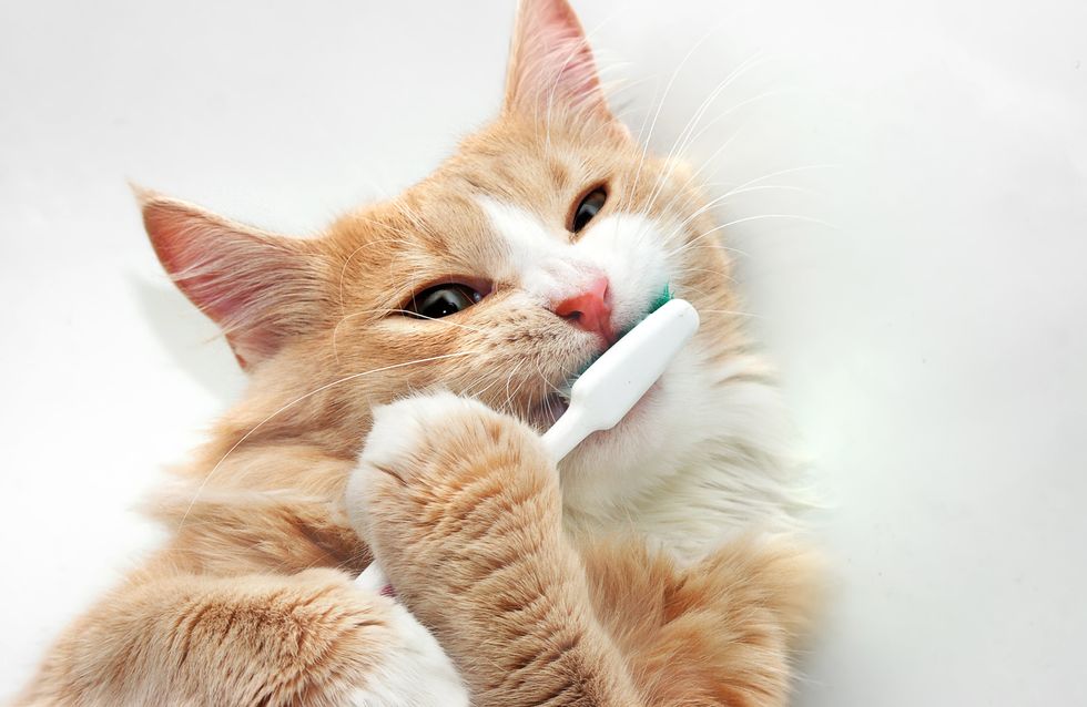 Zahnpflege bei Katzen: Die besten Tipps für gesunde Zähne