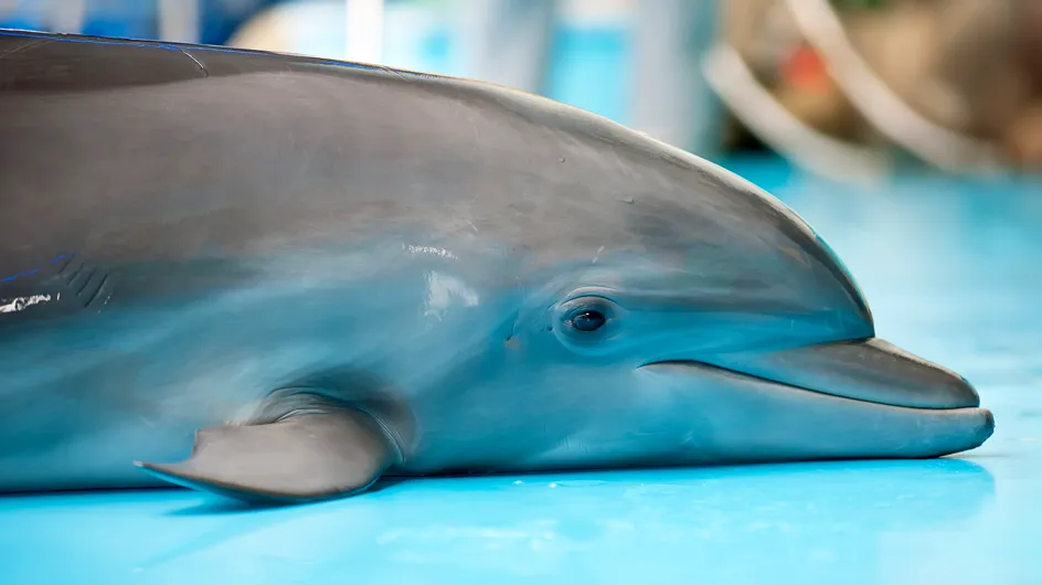 Maltraitance animale : émotion face au terrible sort de Femke, dauphin du Parc Astérix