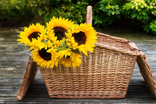 Fiori Per Un Compleanno I Migliori Tra Cui Scegliere