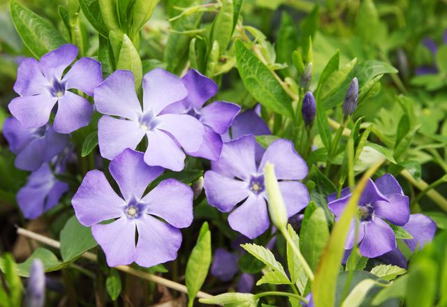 Piante Da Balcone Perenni Ricadenti Ecco Le Migliori