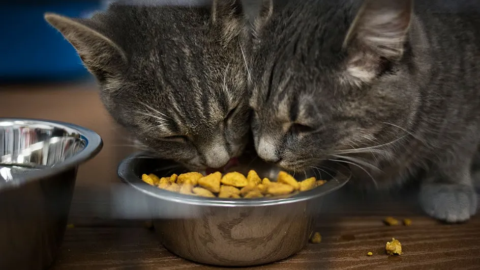 Ces 10 aliments (qu’on adore) sont très mauvais pour votre chat