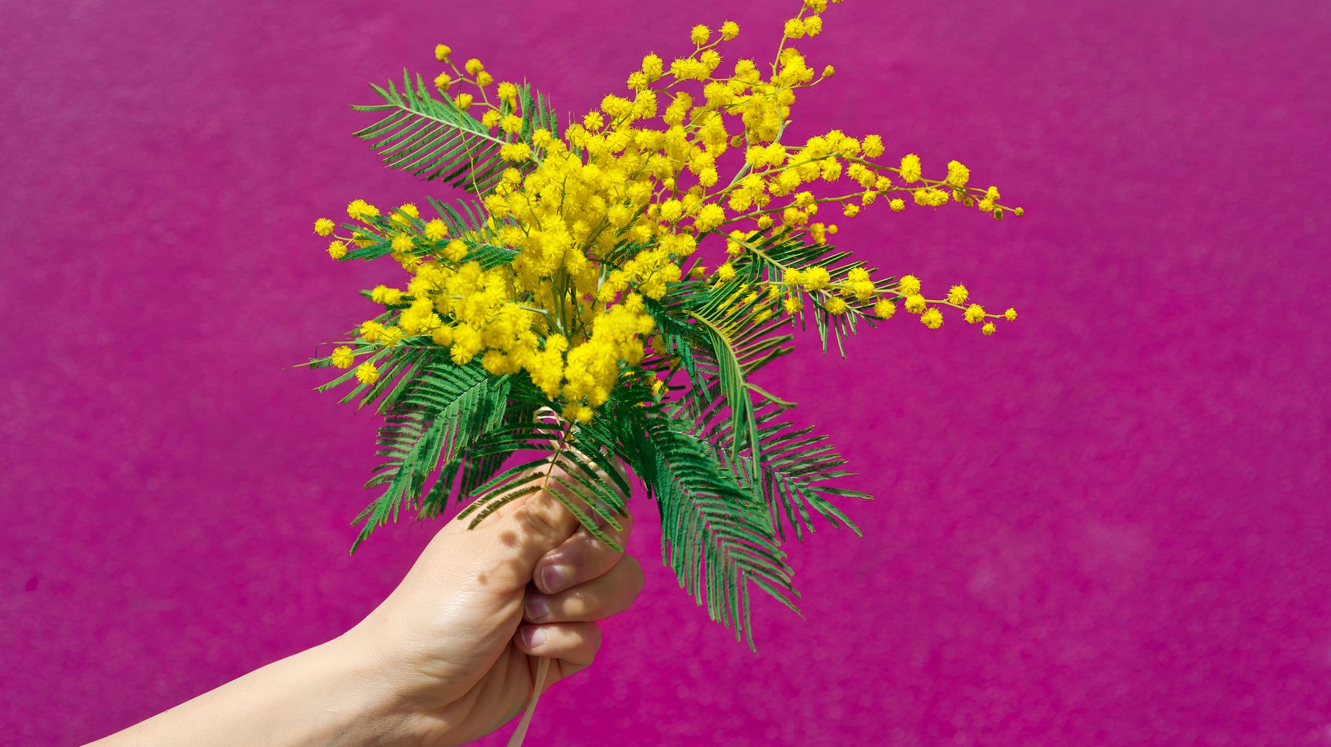 Perché Si Regalano Le Mimose Per La Festa Delle Donne