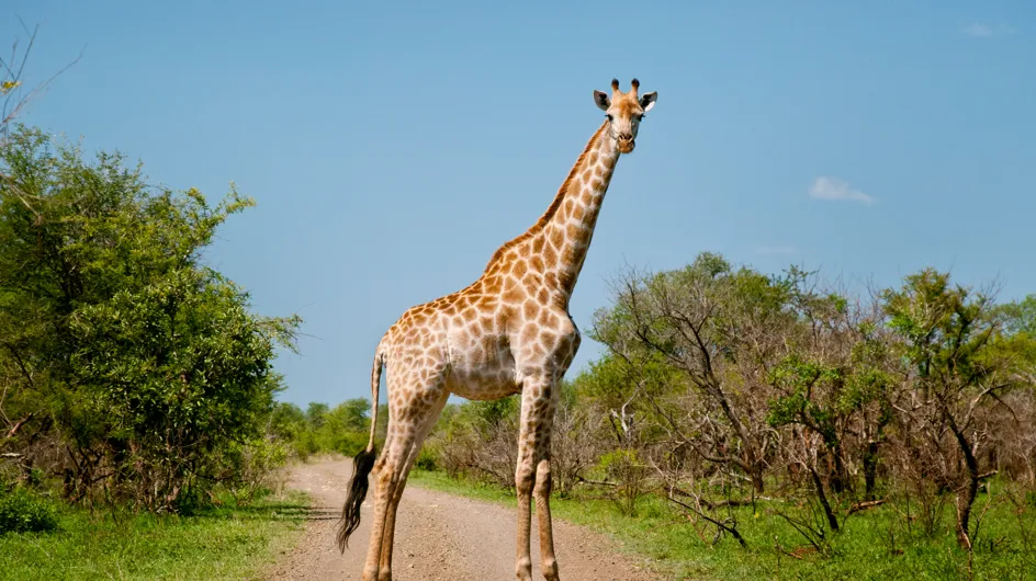 Elle pose à côté de la girafe qu’elle a abattu lors d’une "chasse en boîte"