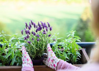 piante da esterno resistenti al sole e al freddo scoprile