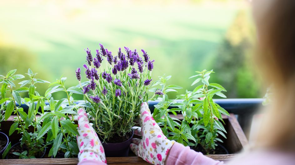 Piante Da Esterno Resistenti Al Sole E Al Freddo Scoprile