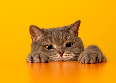 10 Signes Qui Prouvent Que Votre Chat Vous Aime Sincerement