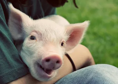 Et si le meilleur animal de compagnie était le cochon ?