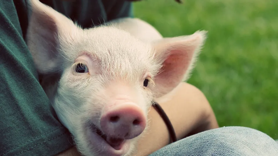 Et si le meilleur animal de compagnie était... le cochon ?