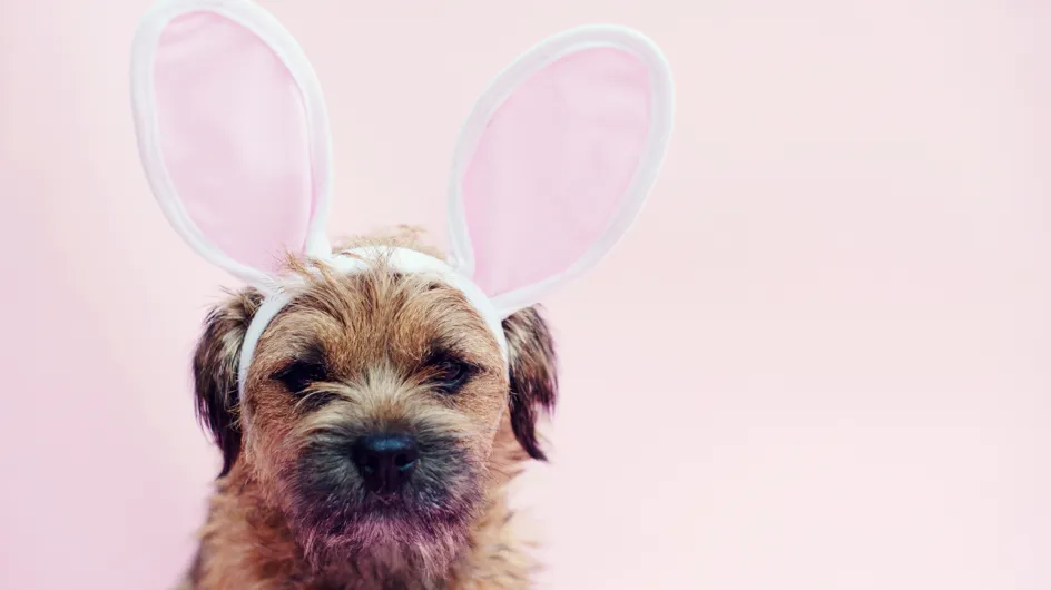 Pâques : pourquoi et à quelle dose le chocolat est-il dangereux pour votre chien ?