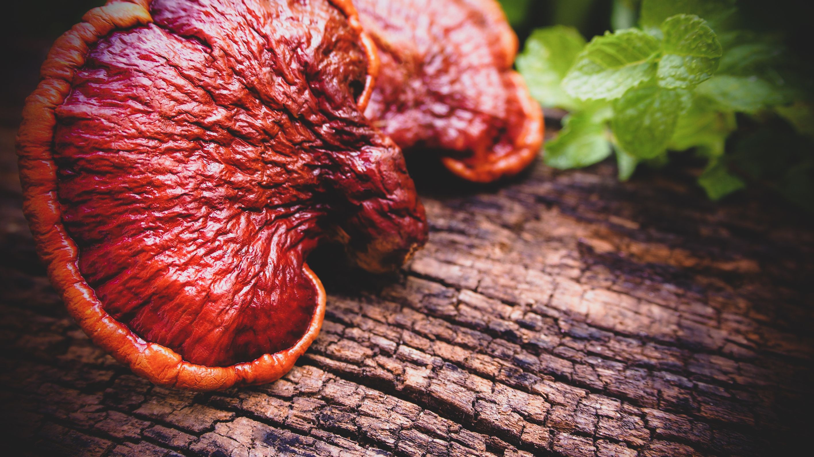 Reishi ce champignon miracle aux bienfaits multiples