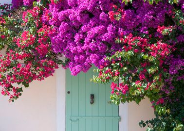 piante rampicanti con fiori che sbocciano in primavera ed estate