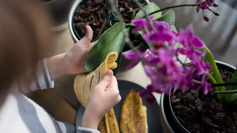 Ne jetez pas la peau de votre banane, elle est excellente pour vos plantes !