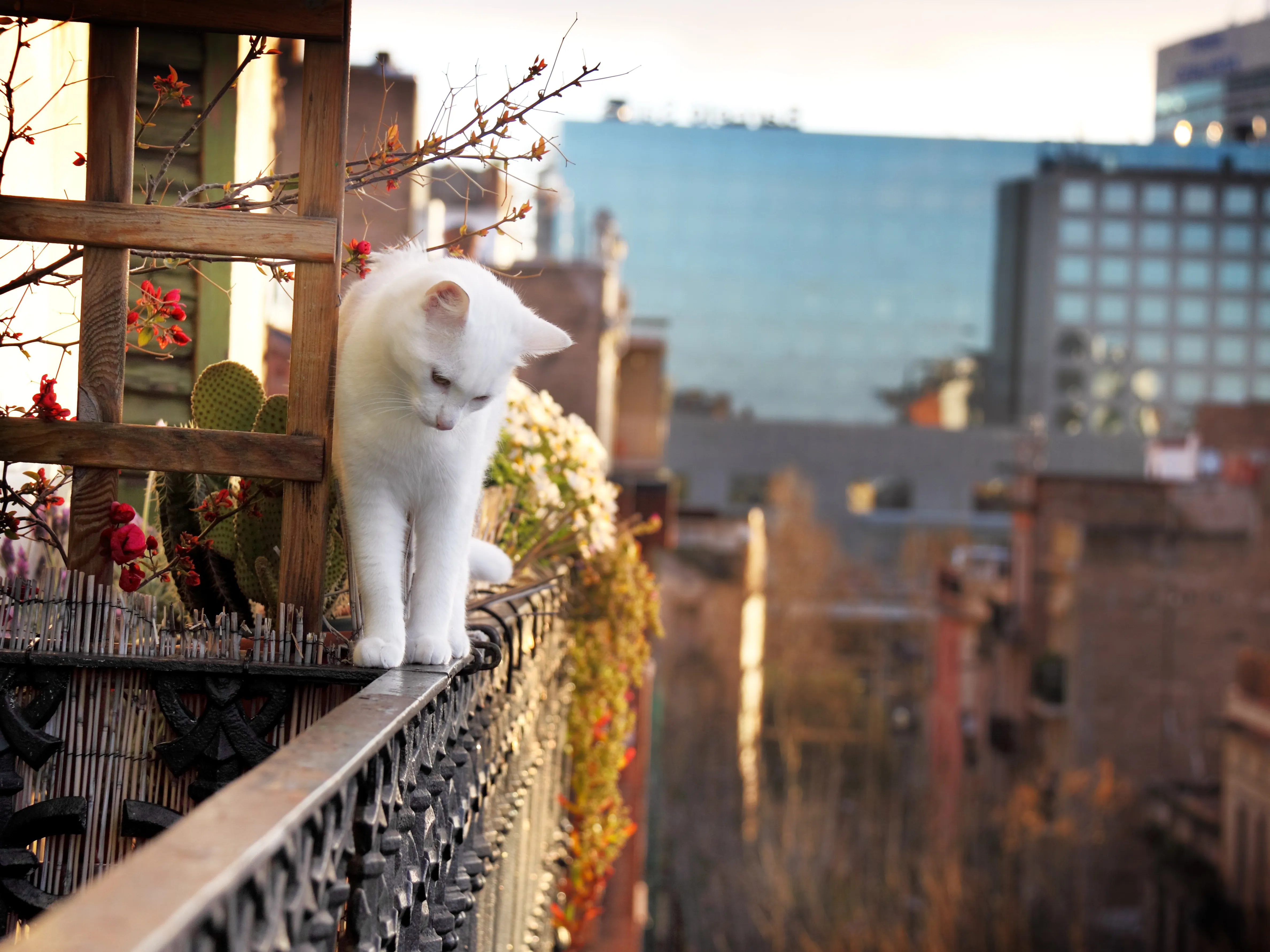 Syndrome Du Chat Parachute 5 Astuces Pour Empecher Votre Chat De Tomber Du Balcon