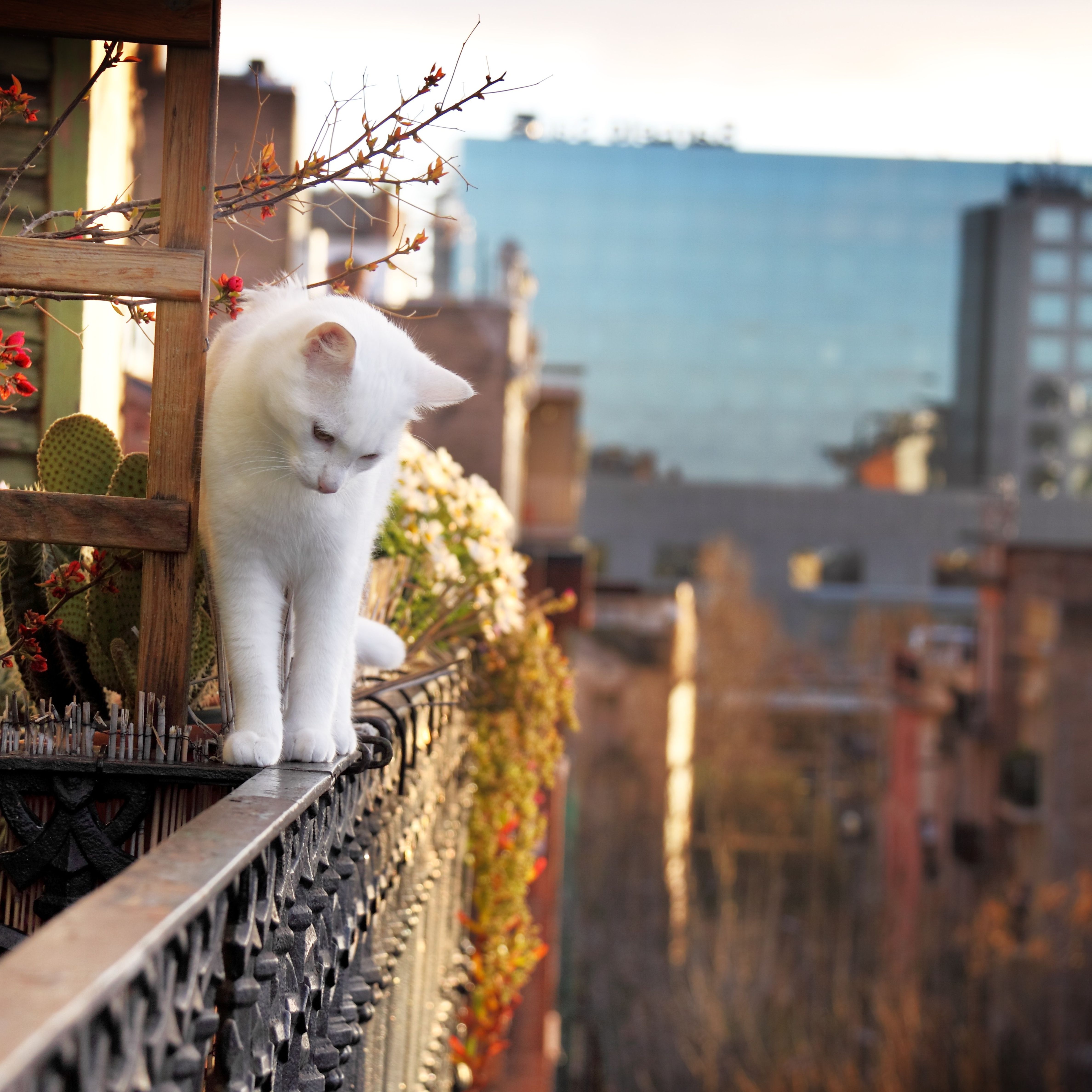 Syndrome Du Chat Parachute 5 Astuces Pour Empecher Votre Chat De Tomber Du Balcon