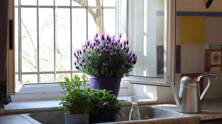 8 plantes faciles à vivre qui ne craignent pas la chaleur