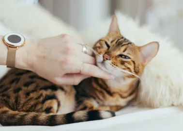 Comment Calculer Vraiment L Age De Votre Chat