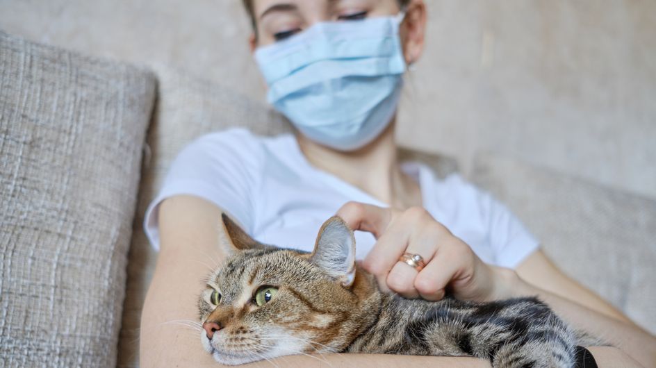 Covid19 les animaux de compagnie, un "réservoir viral"